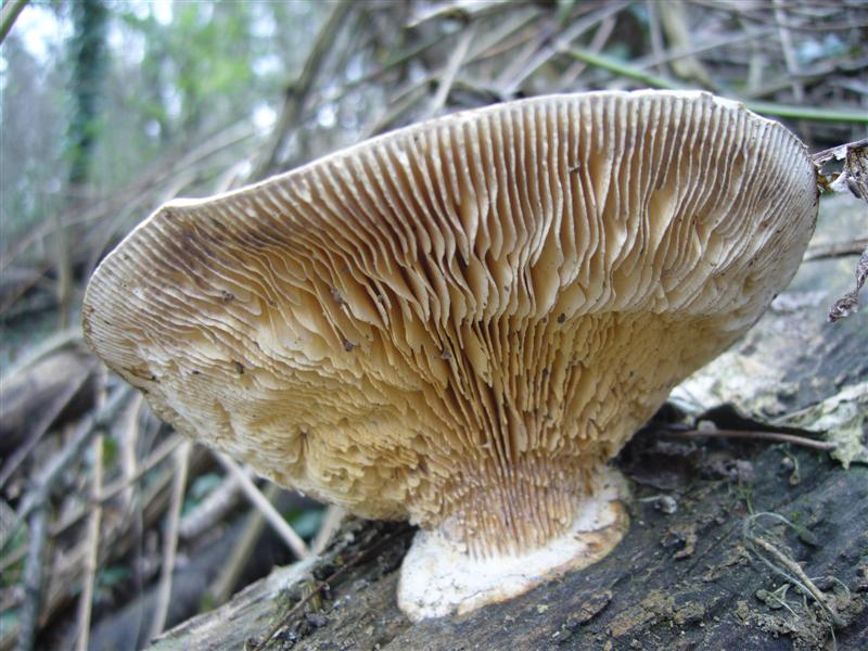 Lignicolo